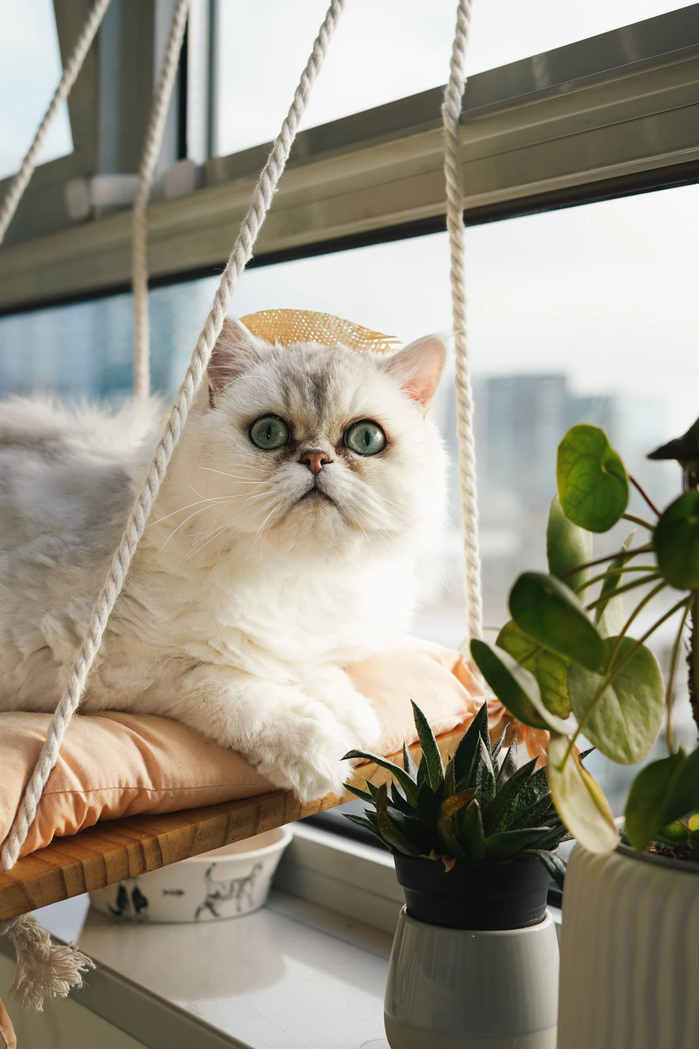 Opie the Cat sitting on a dining chair in a warm home interior by Lunar Lens Creative Agency