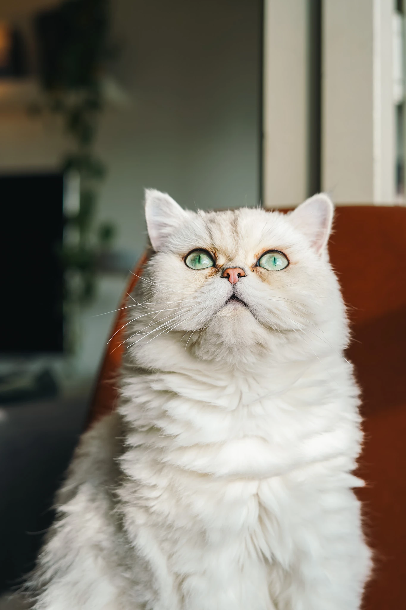Close-up pet portrait of Opie the Cat in a green hoodie by Lunar Lens Creative Agency