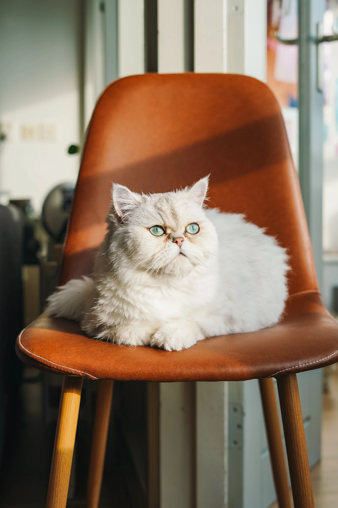 Opie the Cat looking up from a brown chair by Lunar Lens Creative Agency