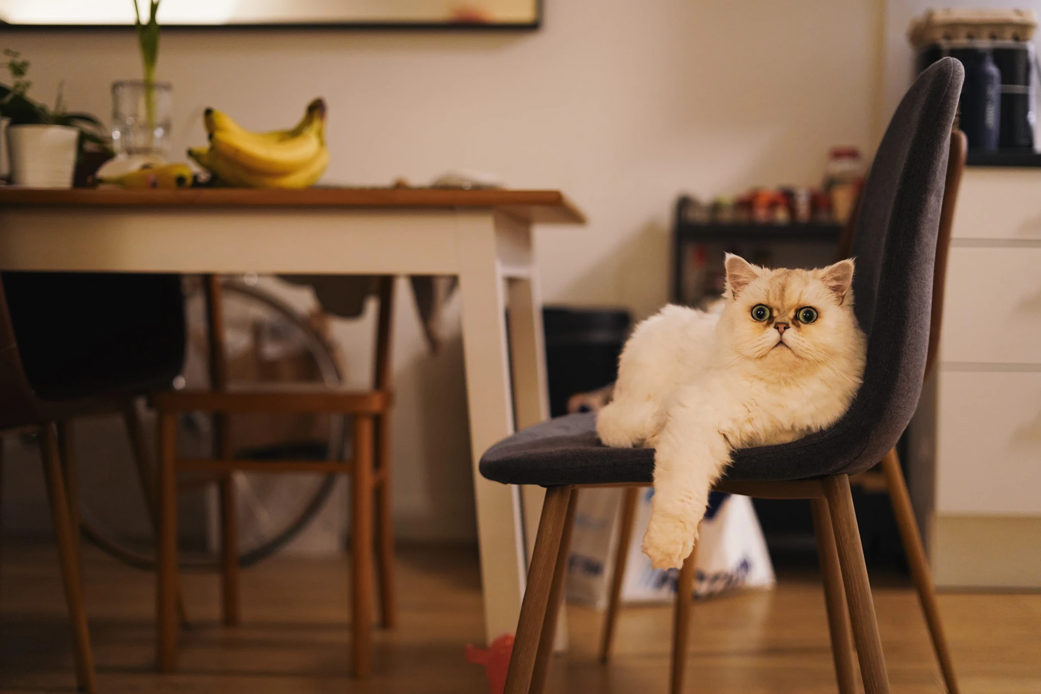 Opie the Cat indoor pet portrait on a dining chair by Lunar Lens Creative Agency