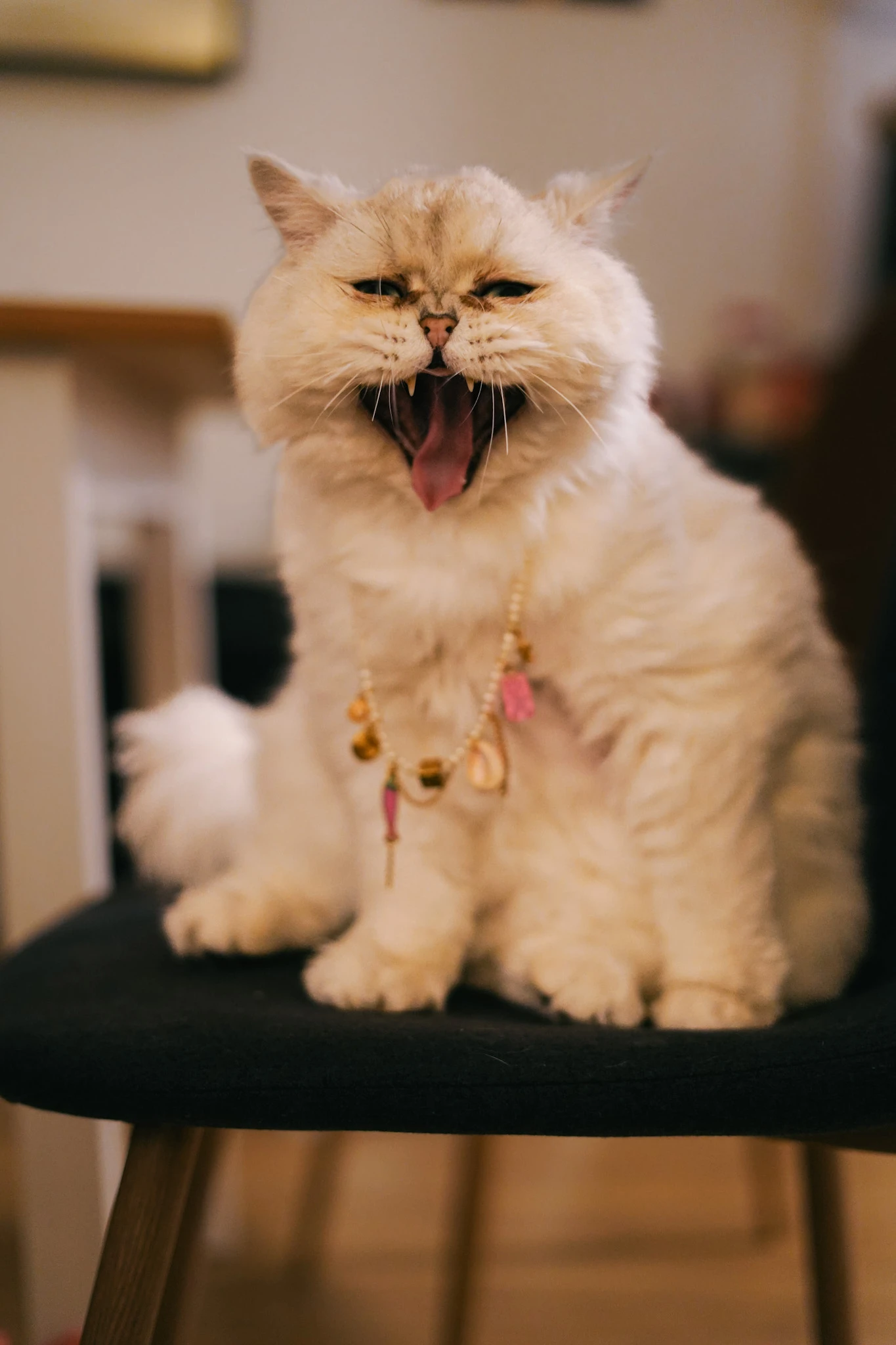 Expressive portrait of Opie the Cat yawning on a chair by Lunar Lens Creative Agency