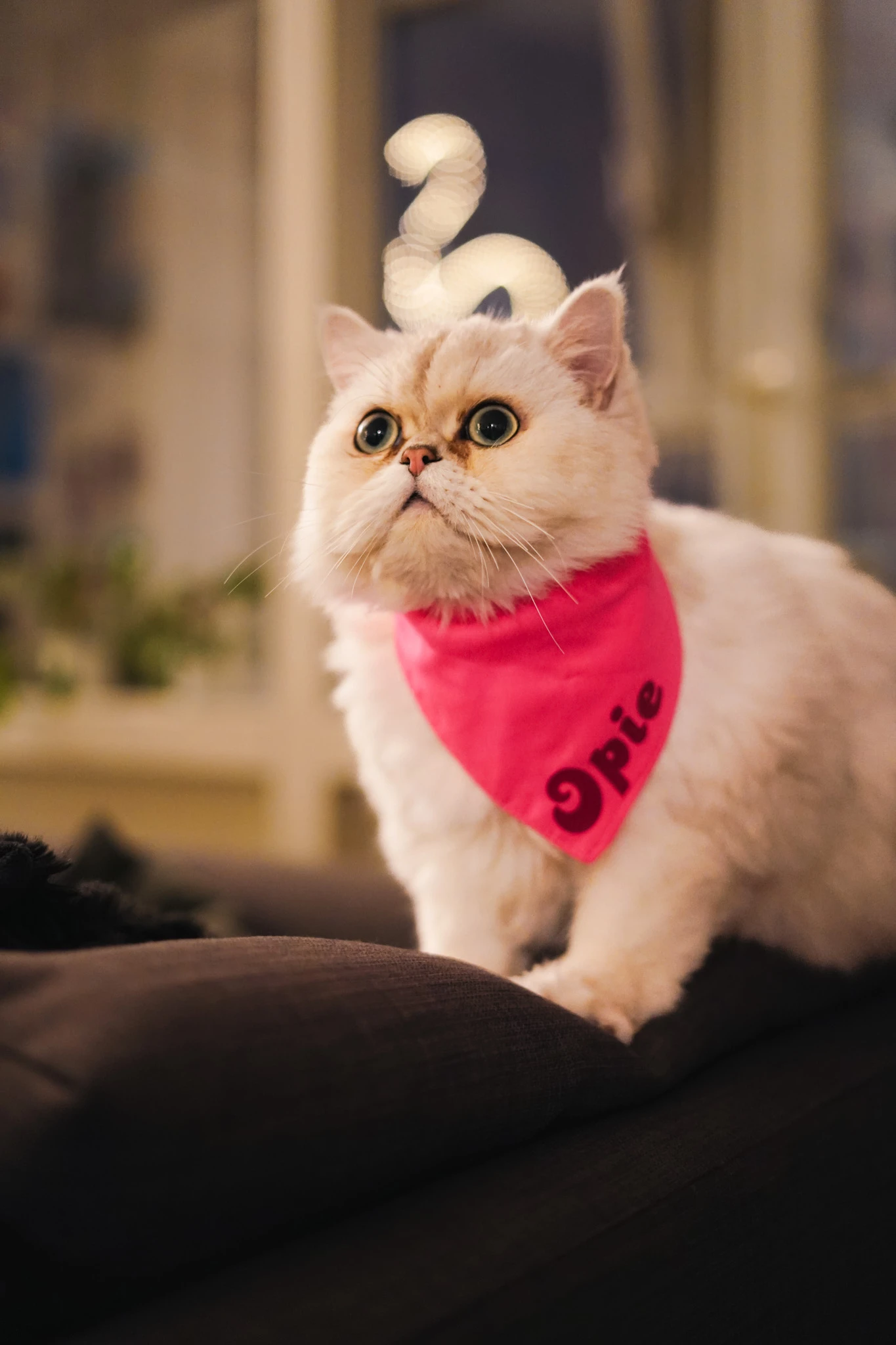 Opie the Cat wearing a pink bandana in a cozy indoor portrait by Lunar Lens Creative Agency