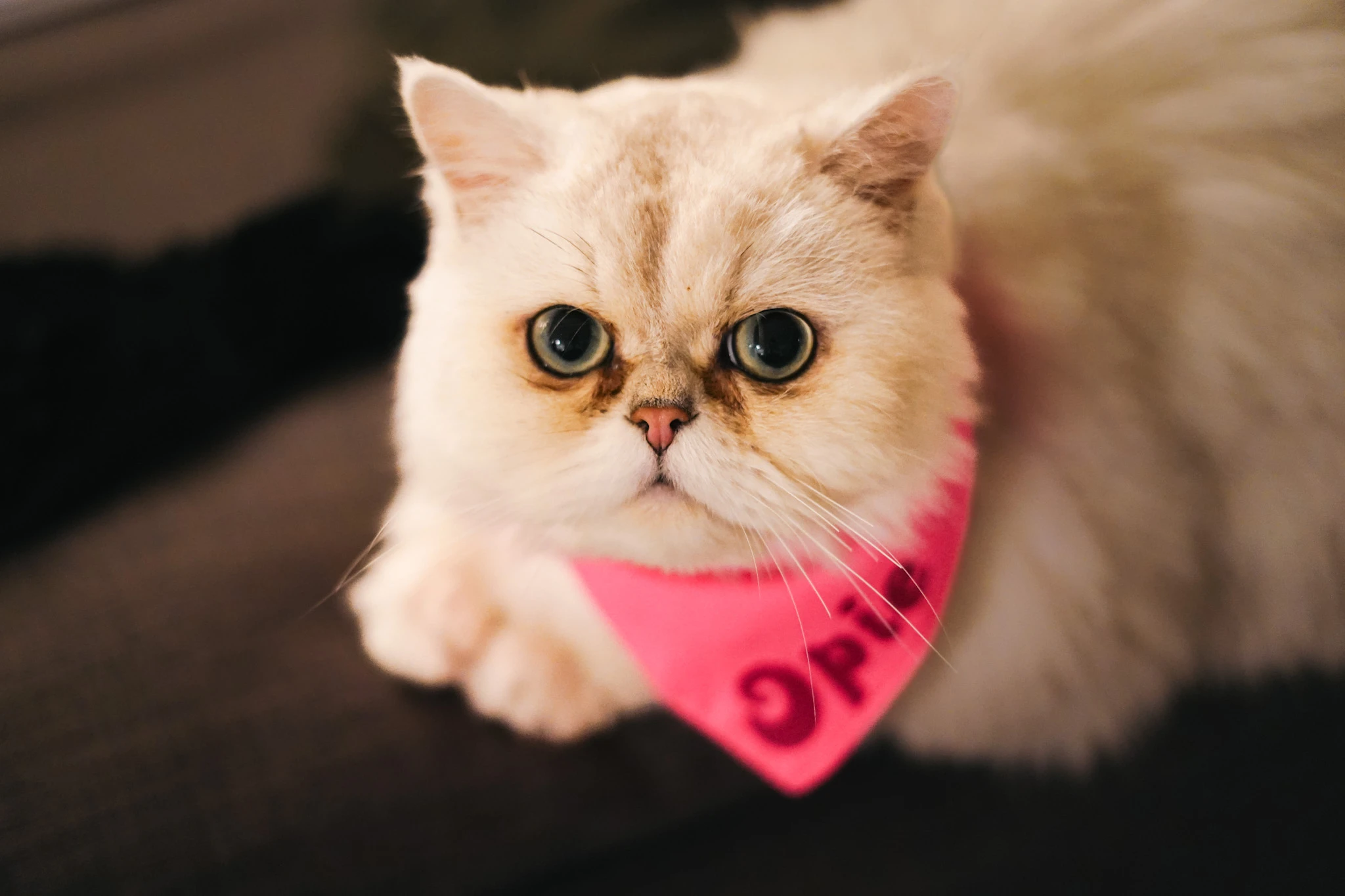 Close-up portrait of Opie the Cat wearing a pink bandana by Lunar Lens Creative Agency