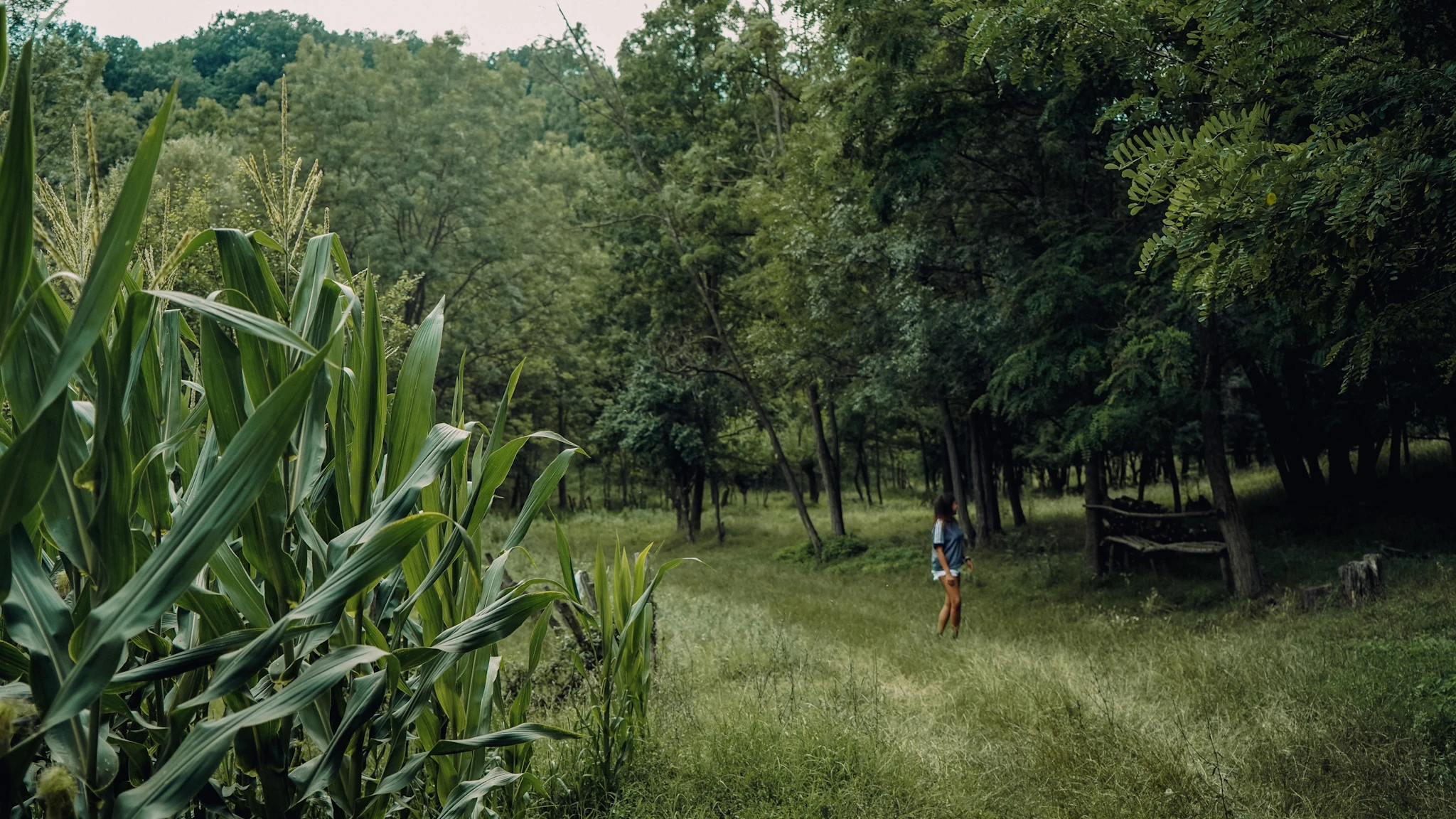 Remains of Peaceful Life rural cornfield and woodland path in Serbia by Lunar Lens Creative Agency