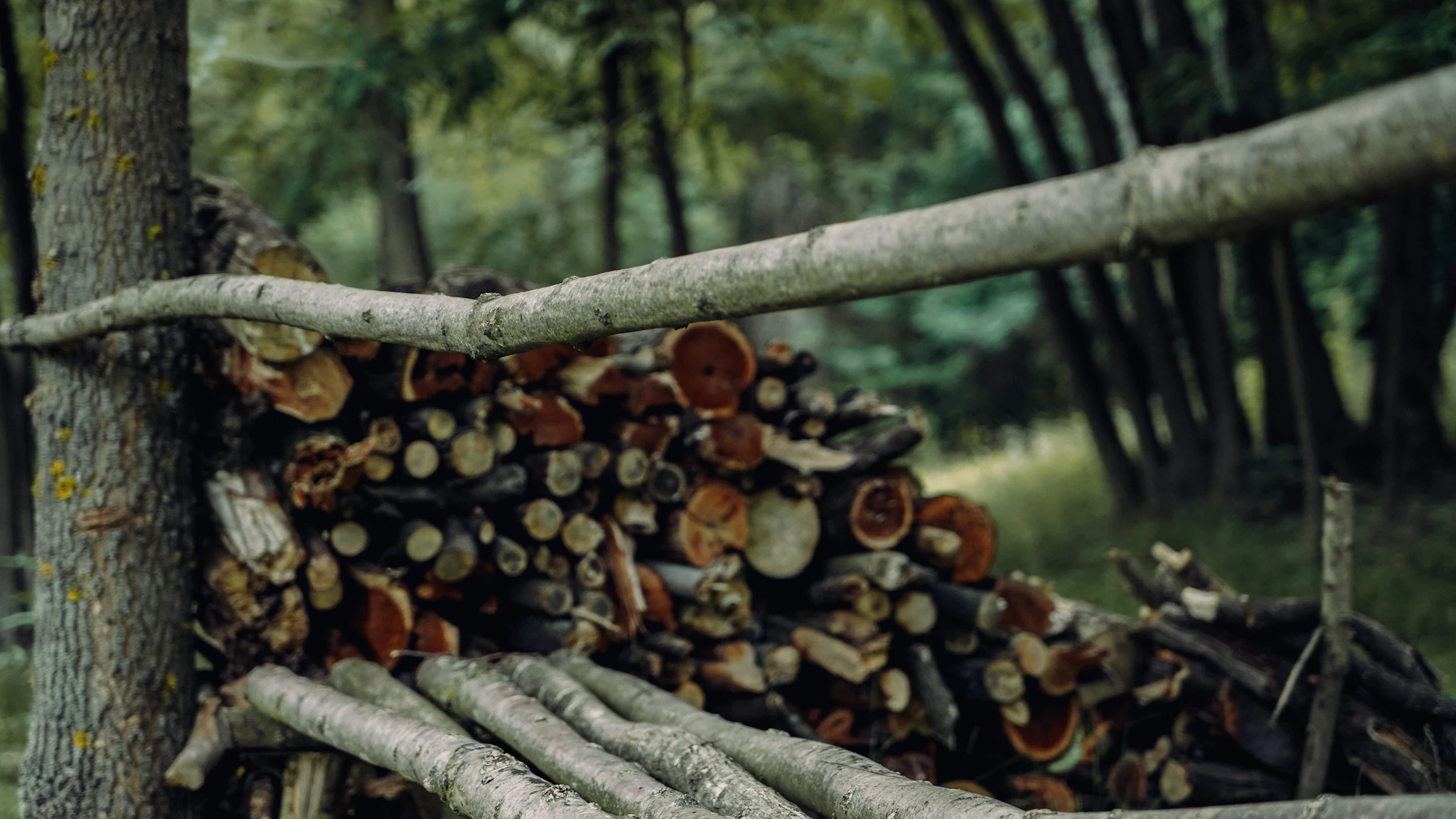 Remains of Peaceful Life stacked firewood in a Serbian village forest by Lunar Lens Creative Agency