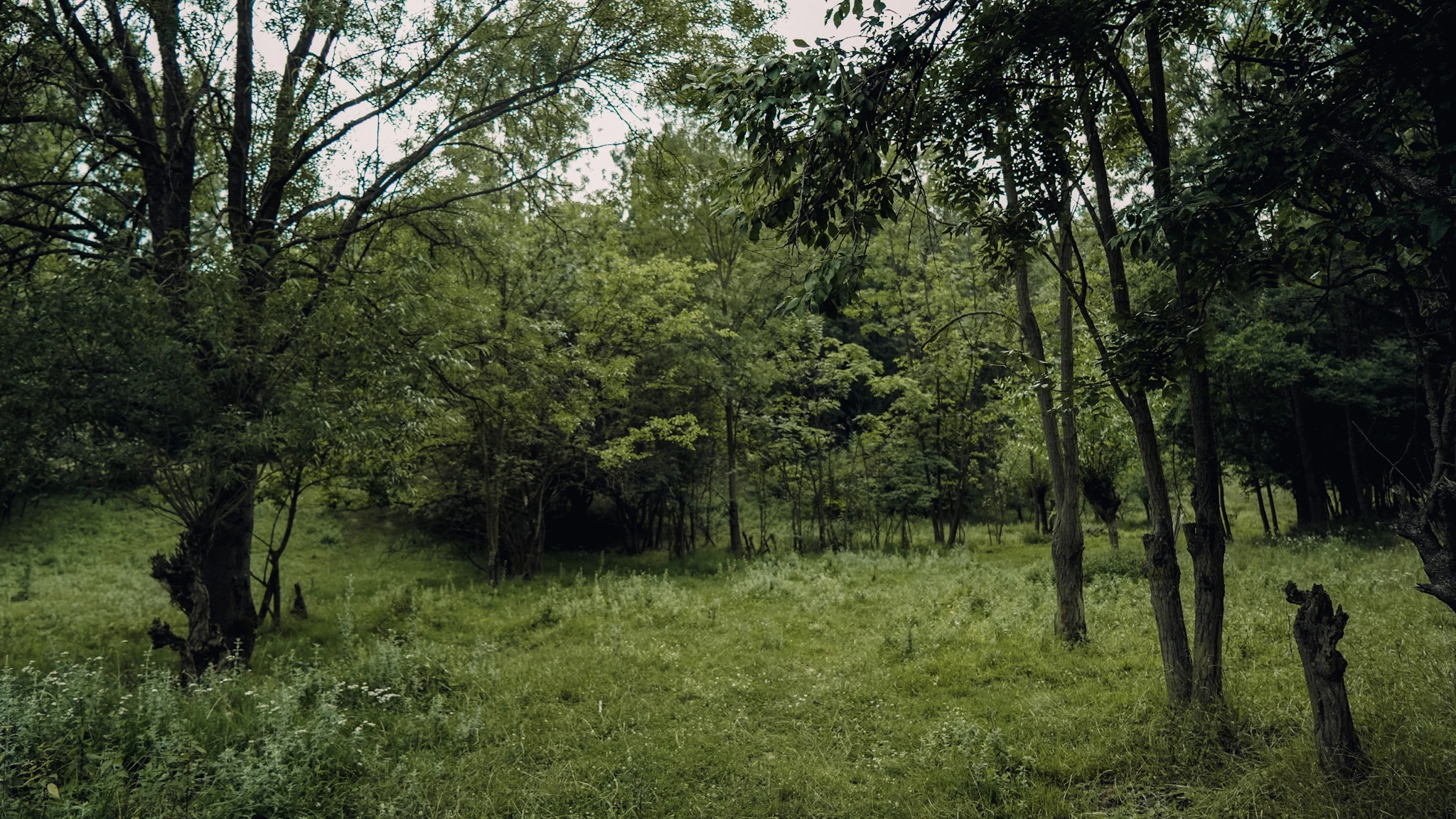 Remains of Peaceful Life documentary landscape of a Serbian village woodland by Lunar Lens Creative Agency