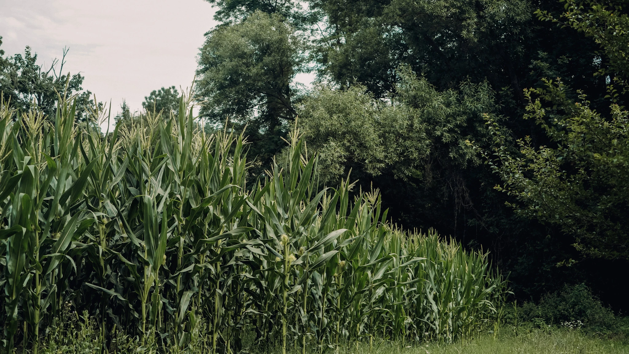 Remains of Peaceful Life cornfield beside dense village woodland by Lunar Lens Creative Agency